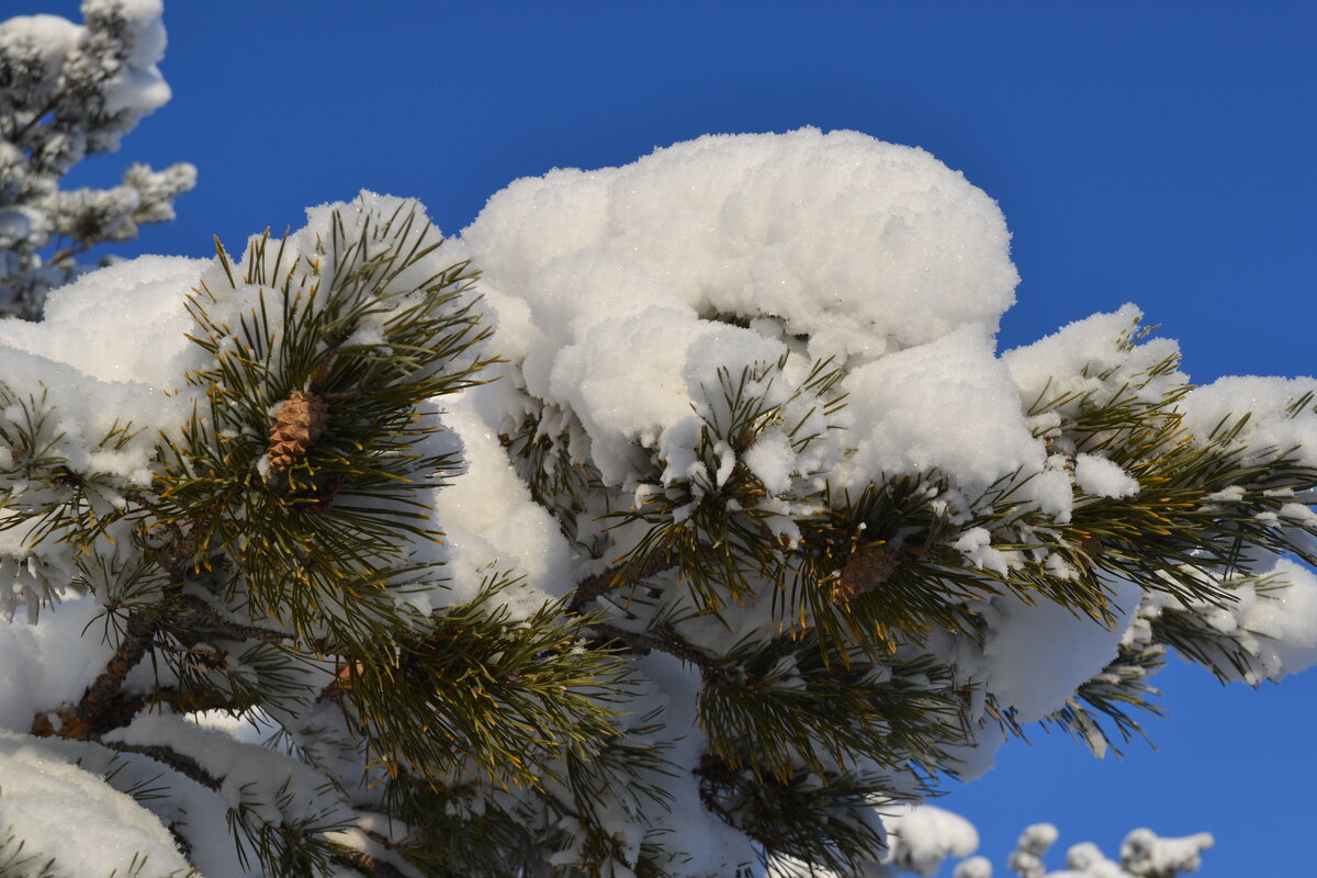 Белый снег,на зелёных ветках сосны... - Андрей Хлопонин