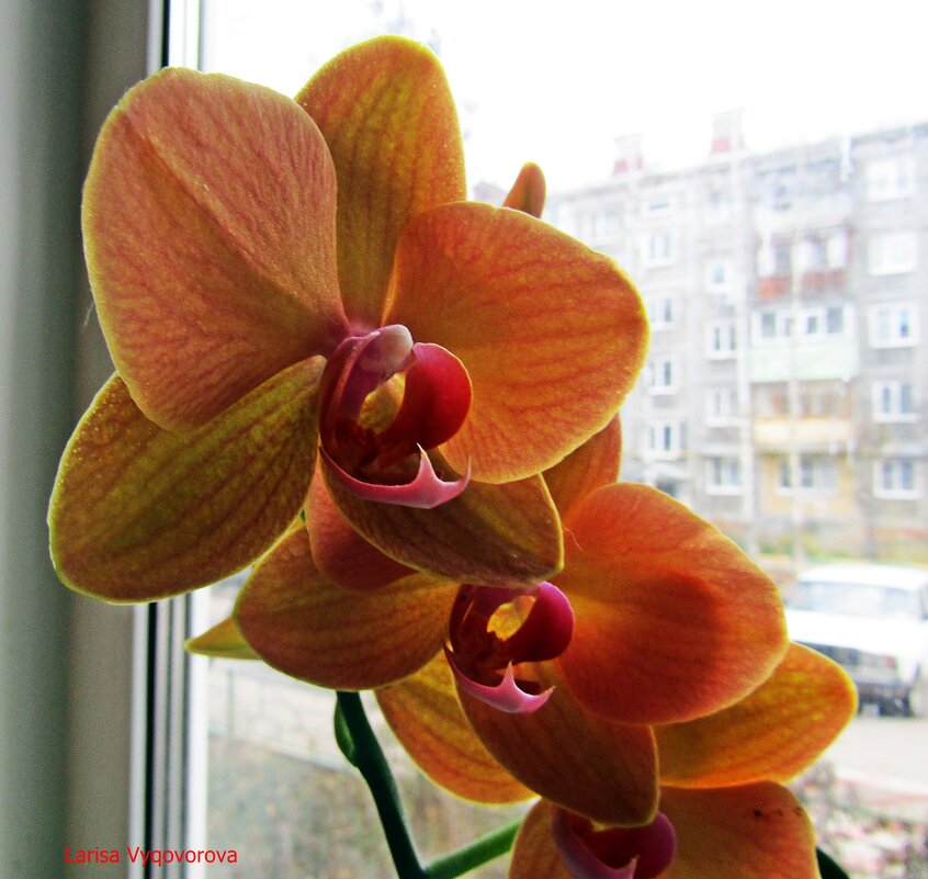 Орхидея - Лариса 