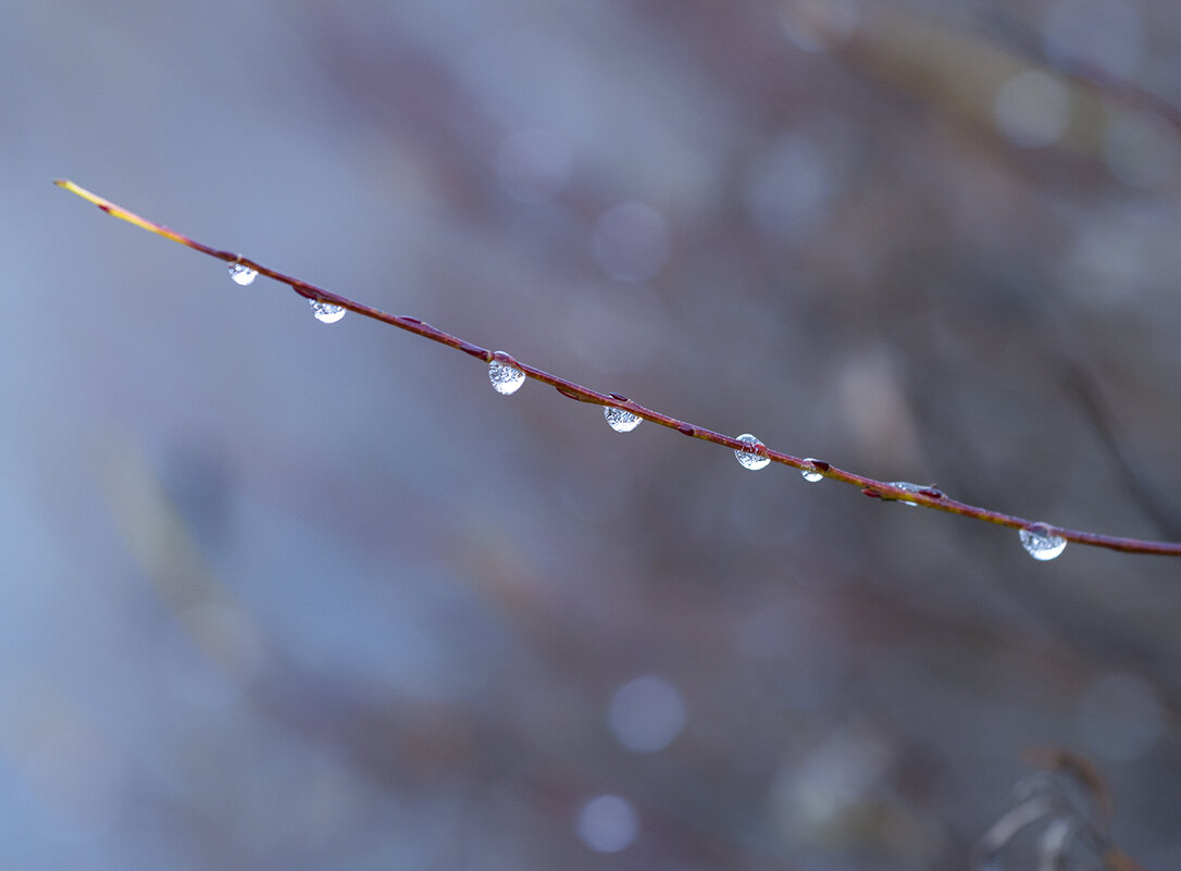 frozen drops - Zinovi Seniak