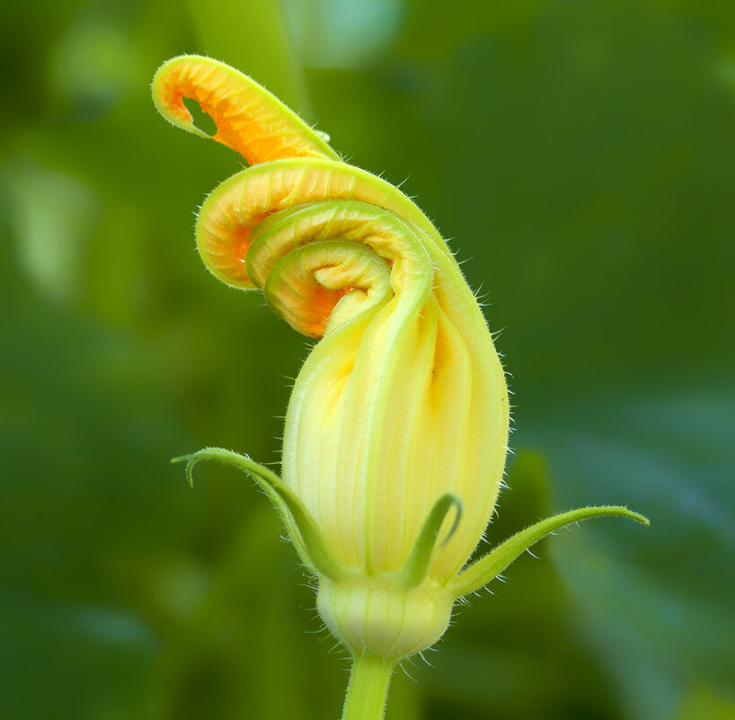 zucchini - Zinovi Seniak