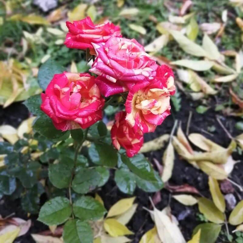 Осень, розы - Екатерина 