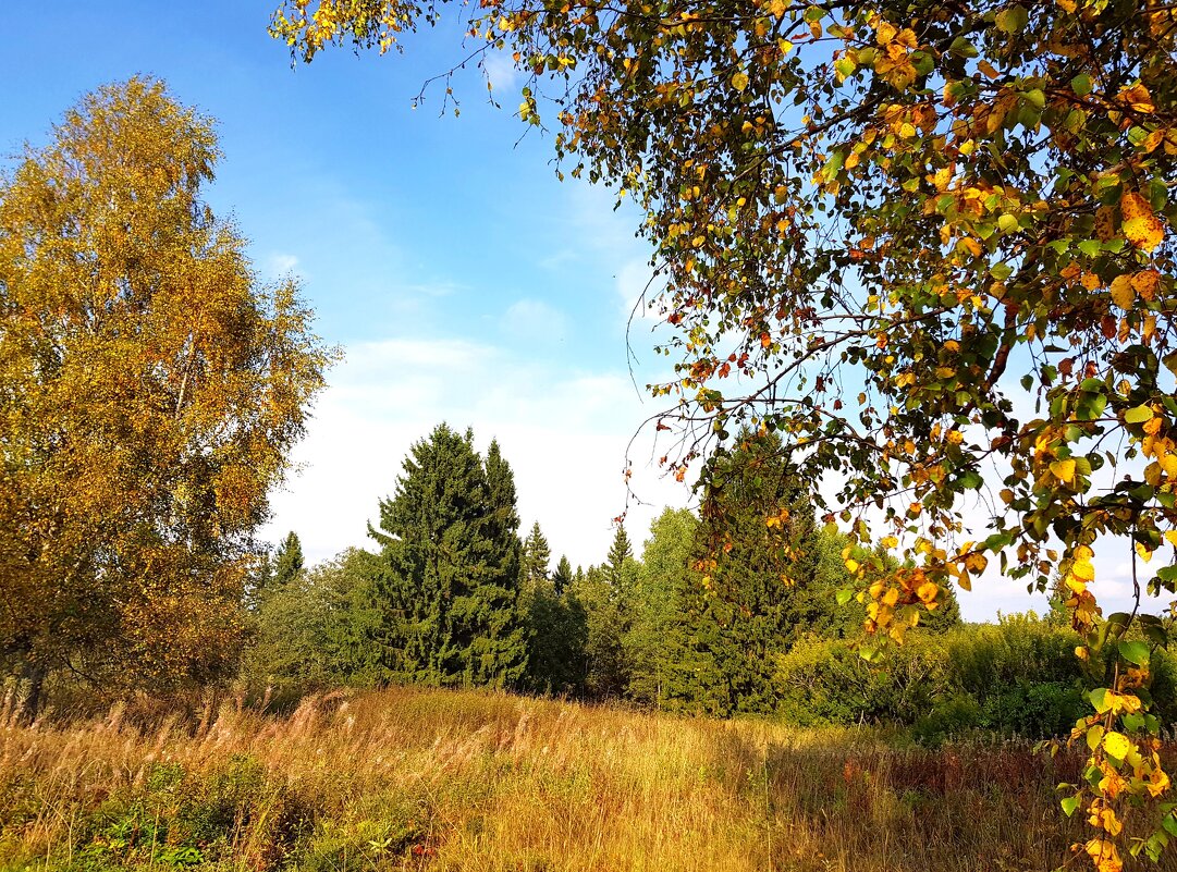 Ранняя осень в районе Судиславля Костромской области - ГЕНРИХ 