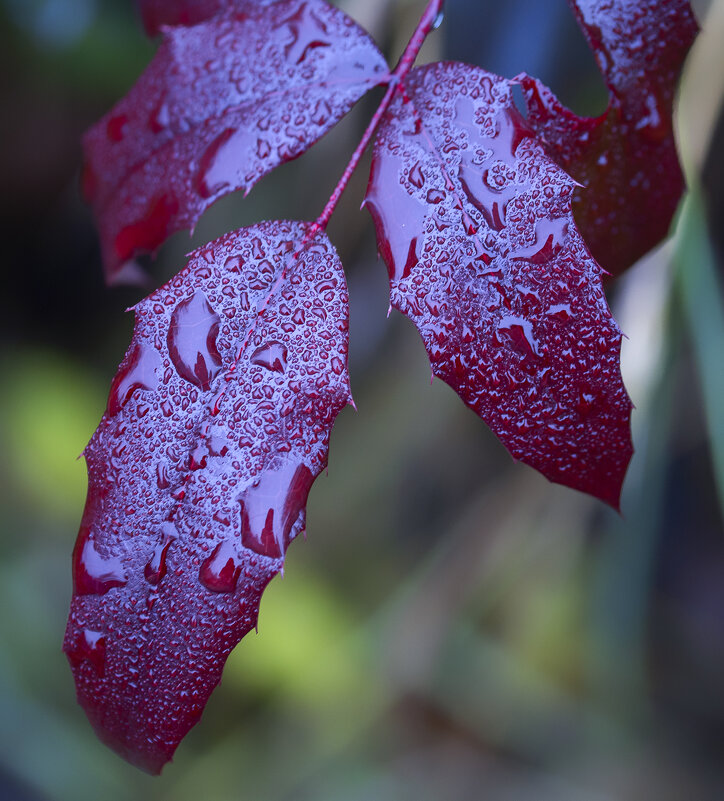 drops - Zinovi Seniak