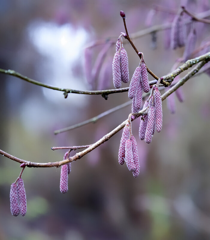 hazel catkins - Zinovi Seniak