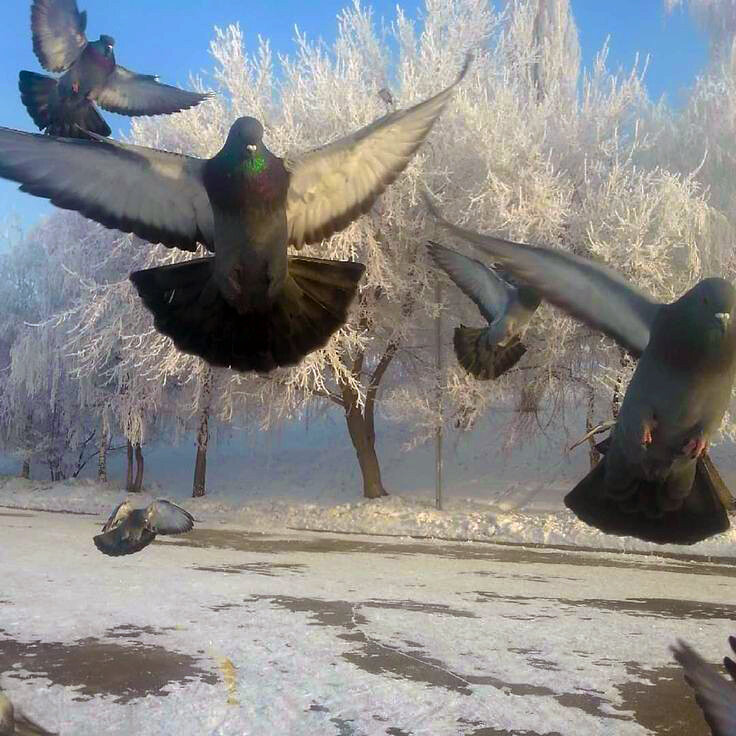 На набережной Павлодара, полёт голубей. - Динара Каймиденова