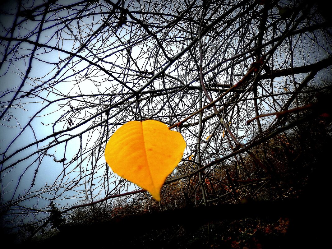 Осенний лист всегда на грани срыва.... - TAMARA КАДАНОВА