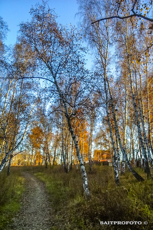 Осенний лес в моих краях - Sait Profoto