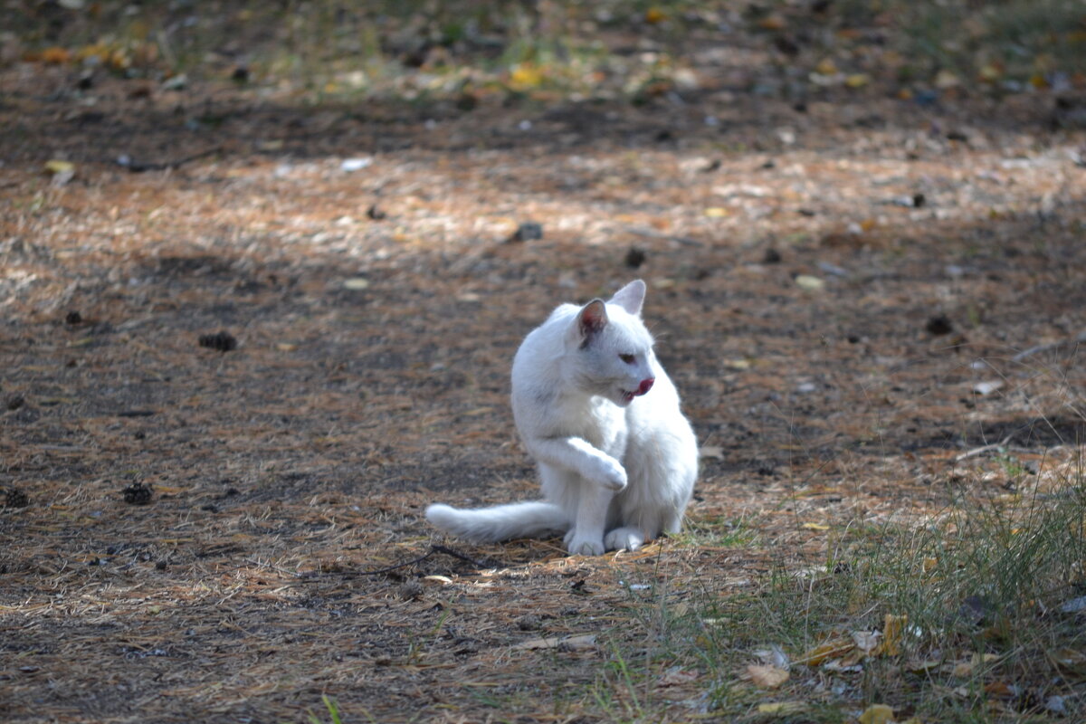 Белый кот...Живёт в лесу... - Андрей Хлопонин
