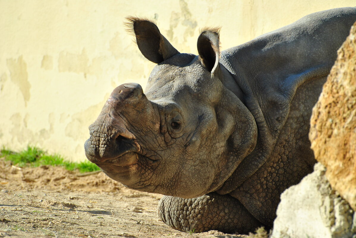 Носорог в зоопарке г.Лиссабон - azambuja 