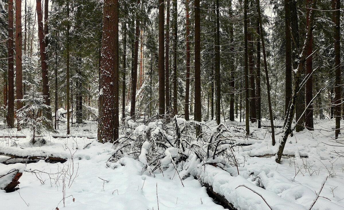 В зимнем лесу... - Владимир Шошин