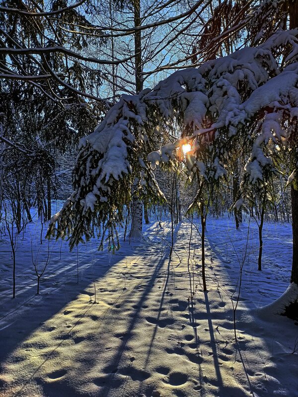 Зимнее утро в лесу. - Александр Романов 