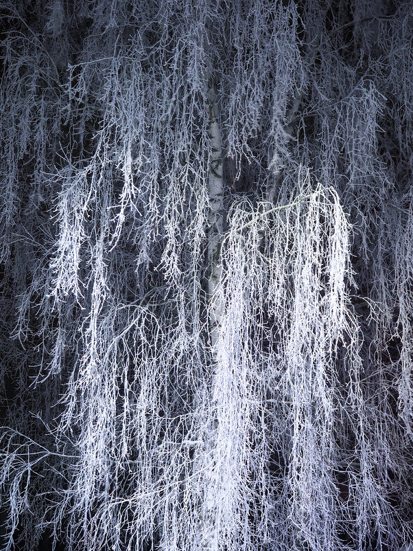 crystal tree - Zinovi Seniak