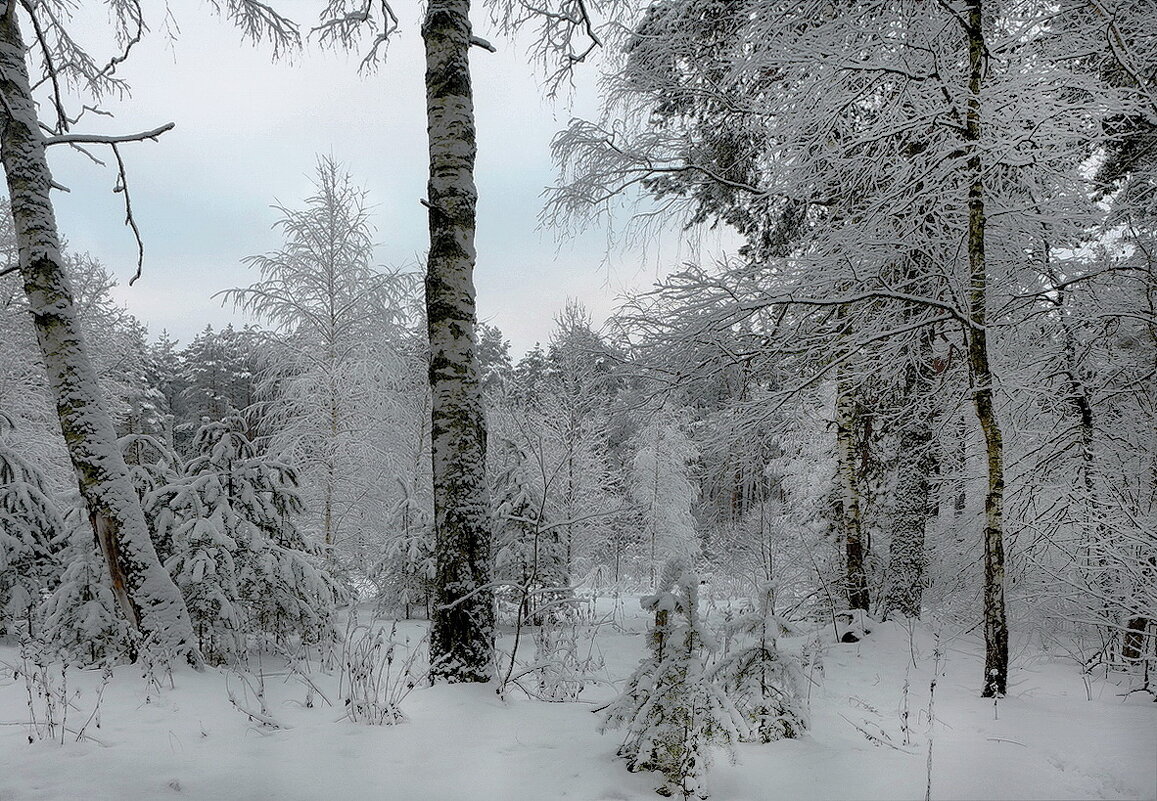 В зимнем лесу... - Владимир Шошин