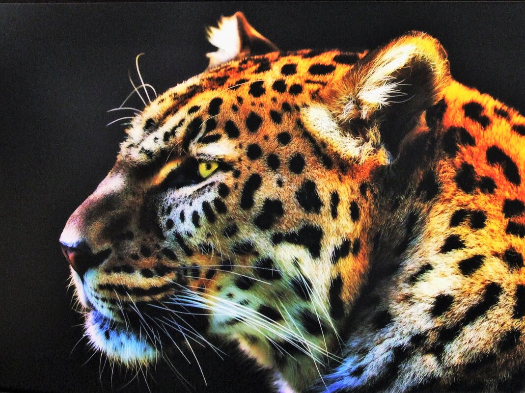 Ягуар(Panthera onca) - Aida10 