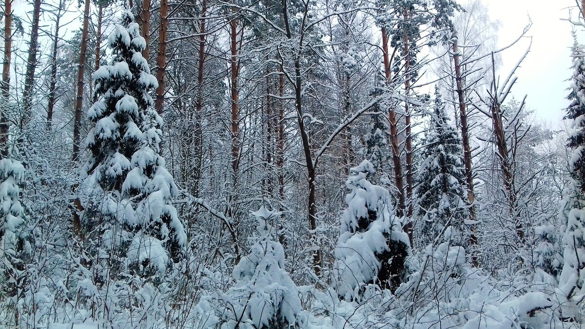 зима в лесу - Владимир 