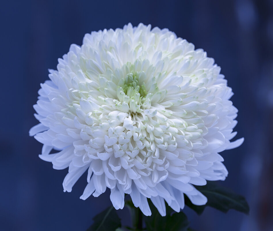 chrysanthemum - Zinovi Seniak