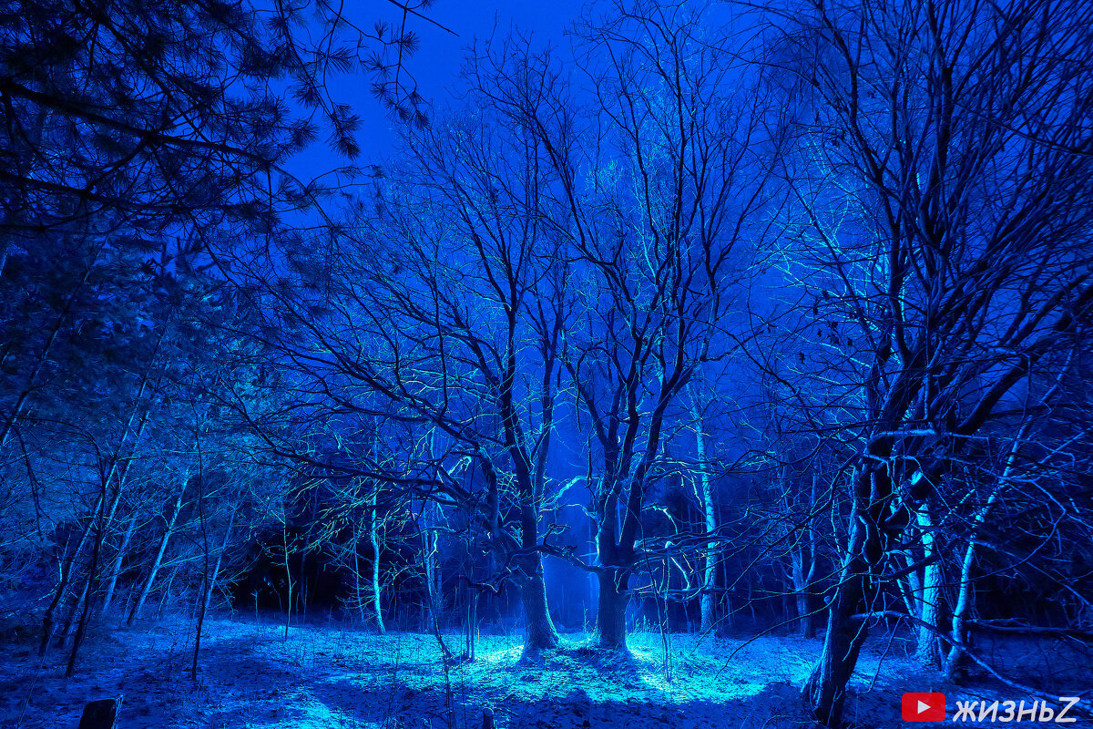 В темно-синем лесу - Zefir58 Verx