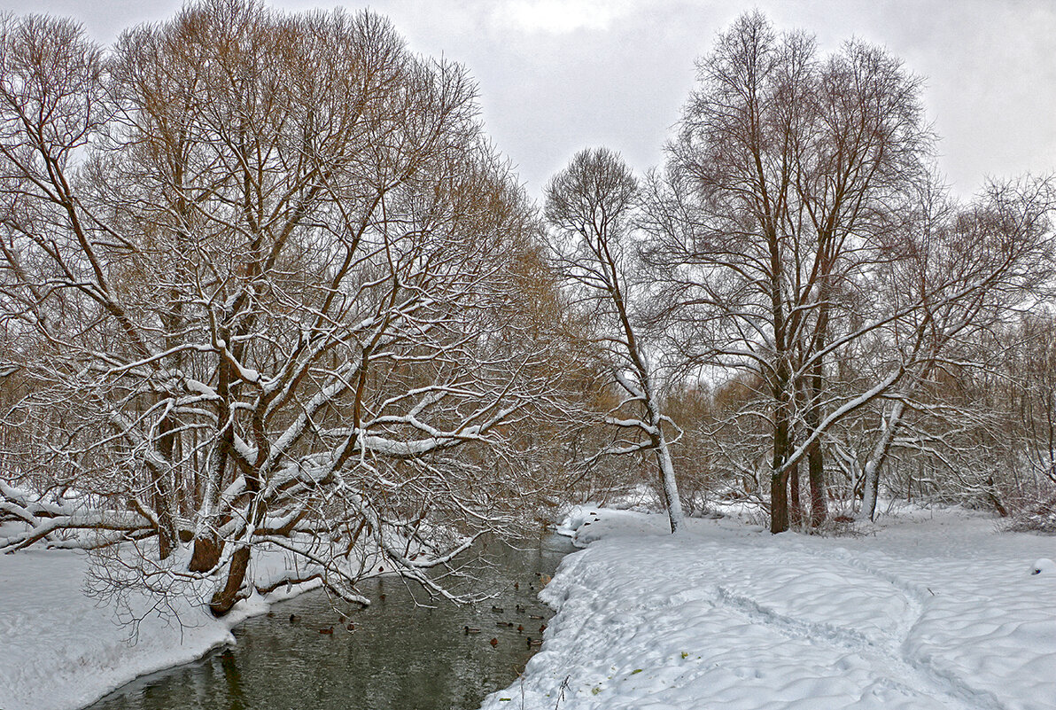 Зима, снежный декабрь - Светлана 