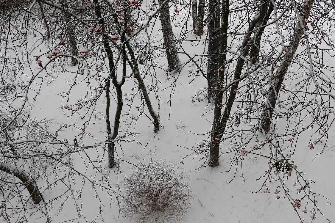 Первый снег с метелью - Надежд@ Шавенкова