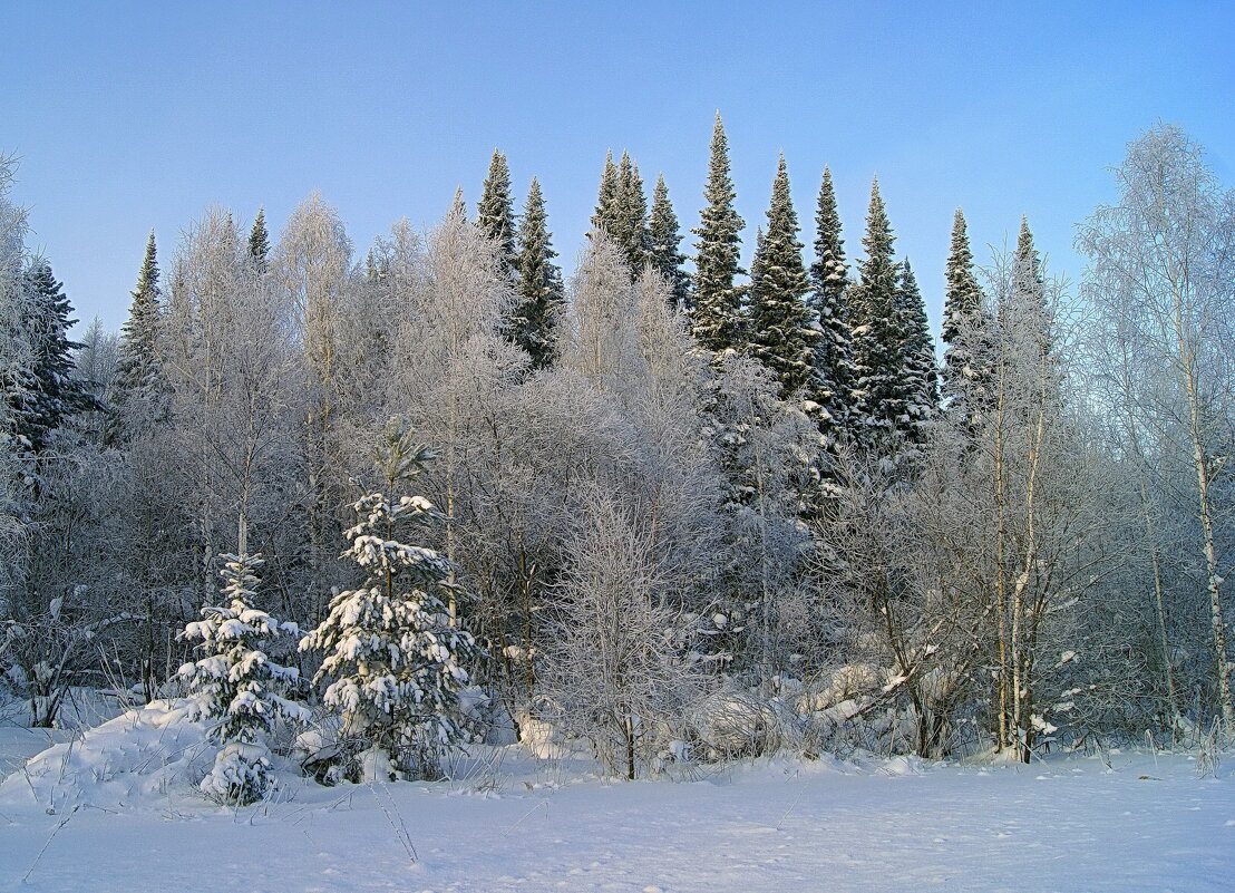 "Поет зима, аукает, мохнатый лес баюкает..." - Галина Кан
