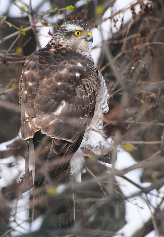 Ястреб-перепелятник(Accipiter nisus) - Иван 