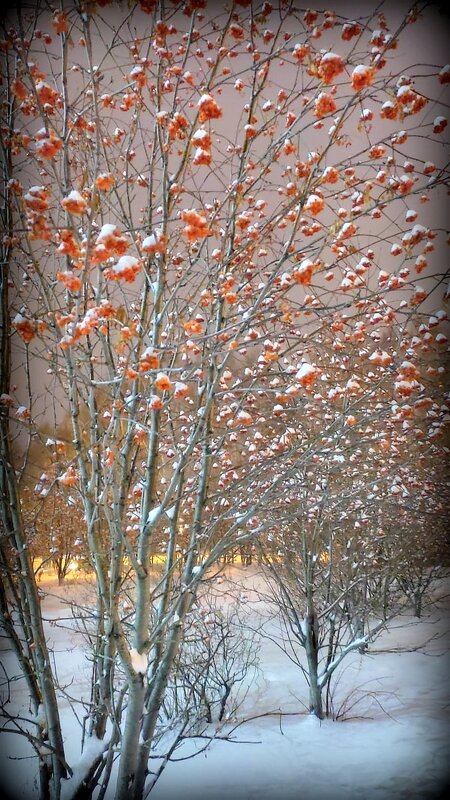 Рябина в снегу - Марина Валиуллина