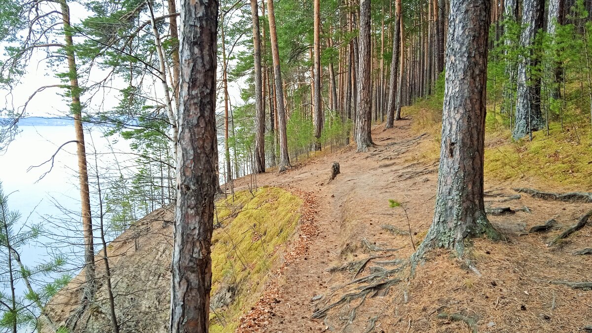 Прогулка по лесу - Oksana ***