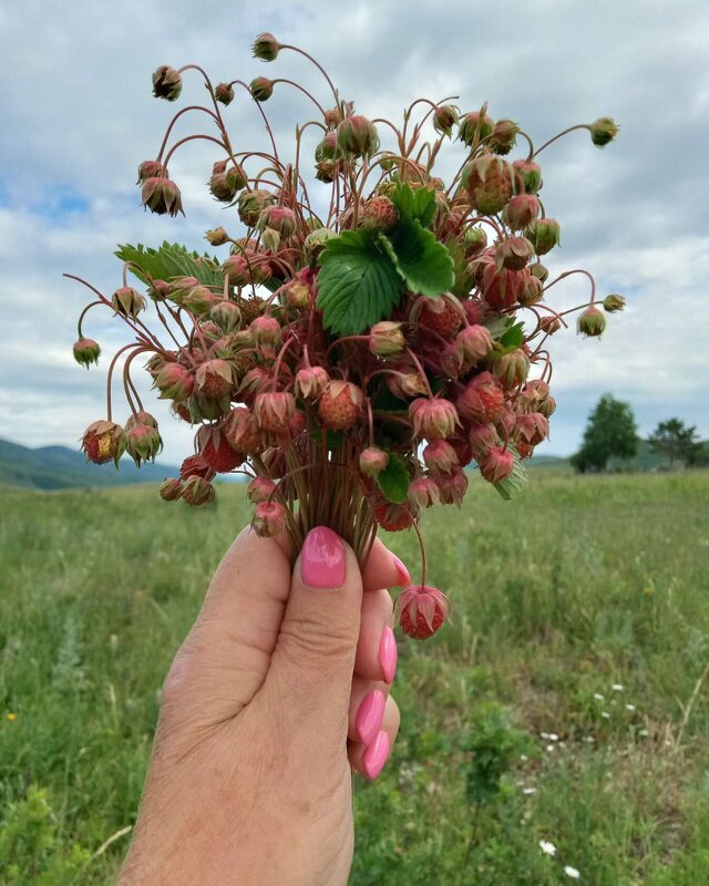 Ах лето..... - Людмила Грибоедова 