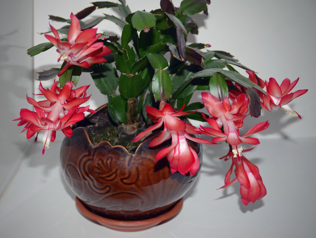 Декабрь - время цветения изиго кактуса - Нина Синица