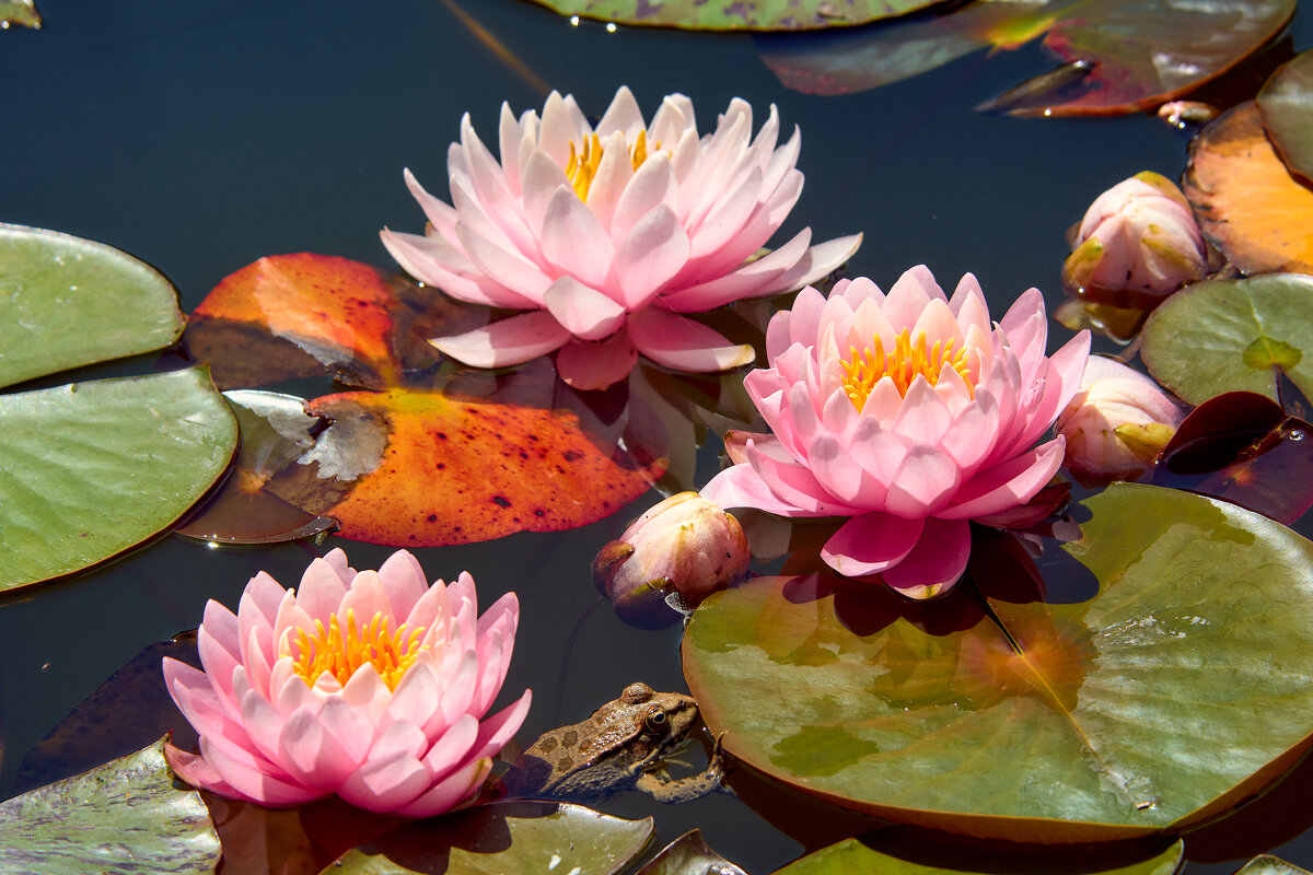 Три цветка лотоса на летнем озере. - Евгений Никонов