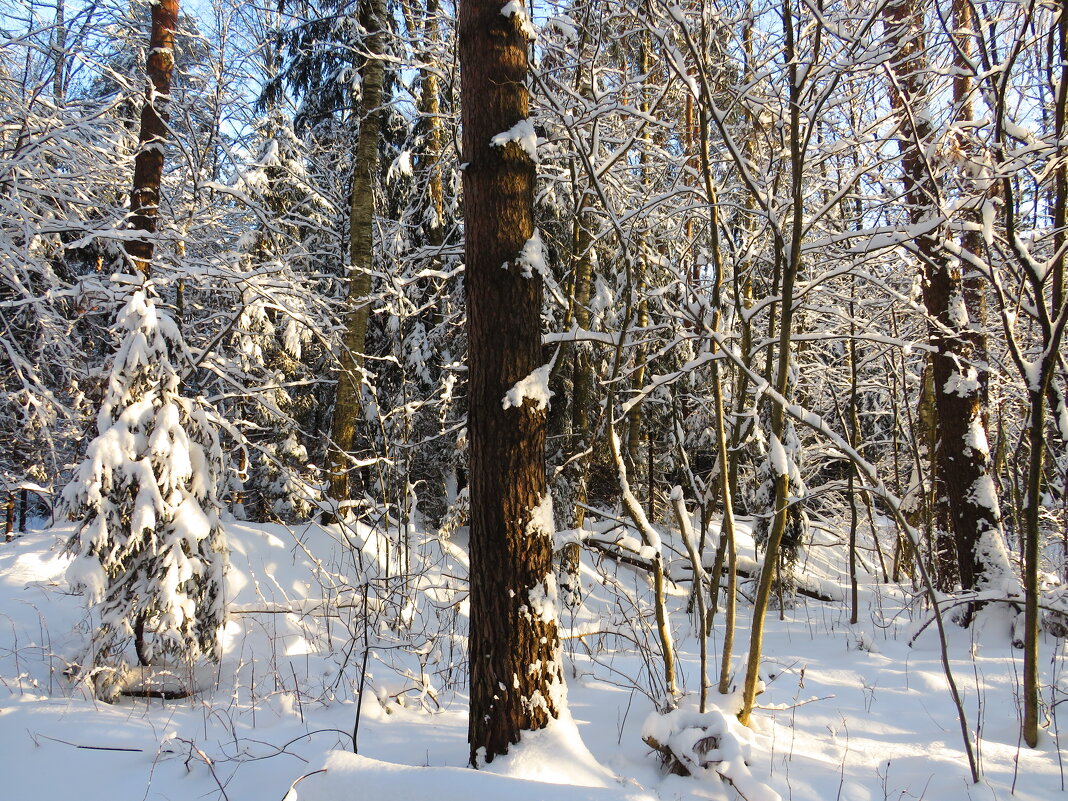 Лес зимой - Андрей Снегерёв