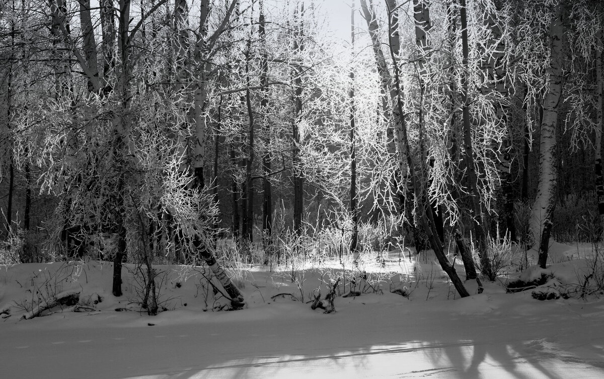 В зимнем лесу - Нэля Лысенко