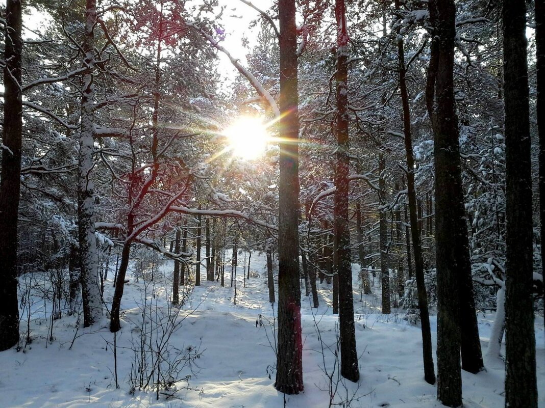 Зимнее солнце - Елена 