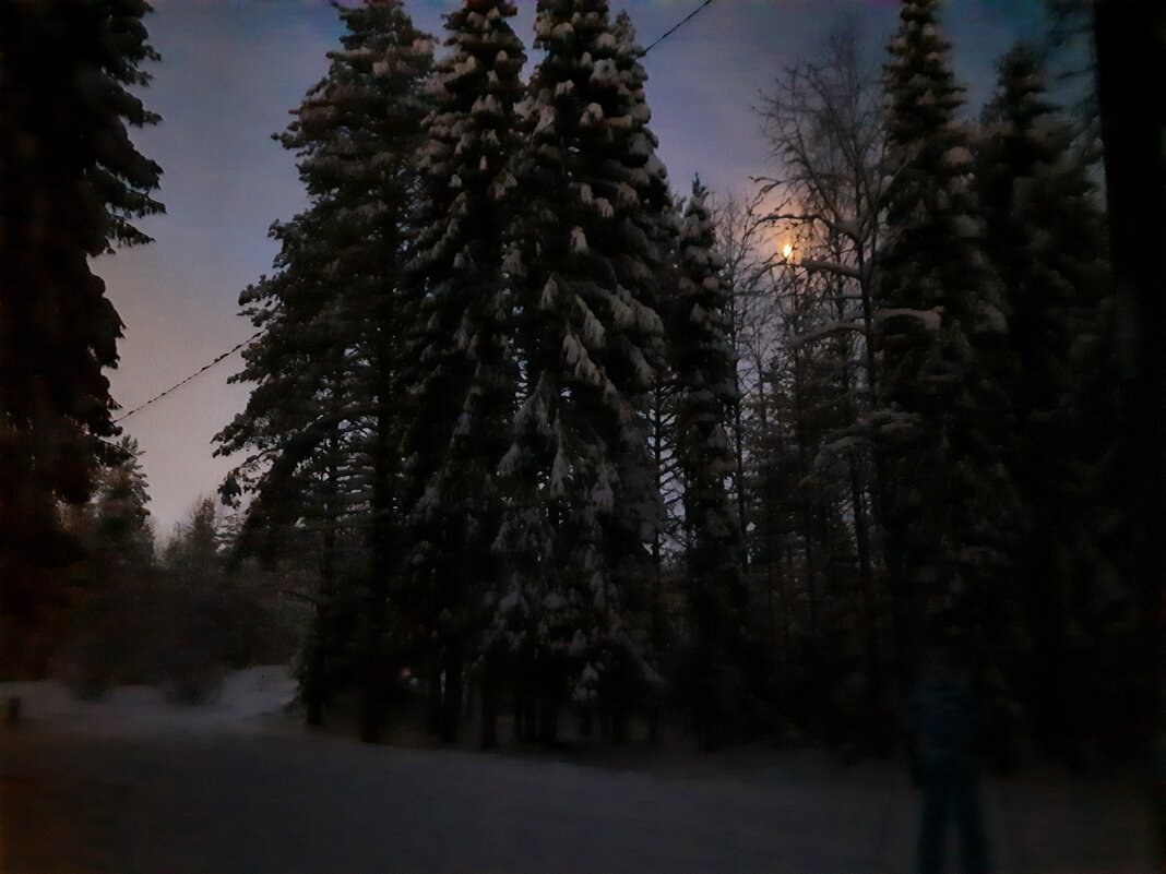 Луна в лесу - Виктор 