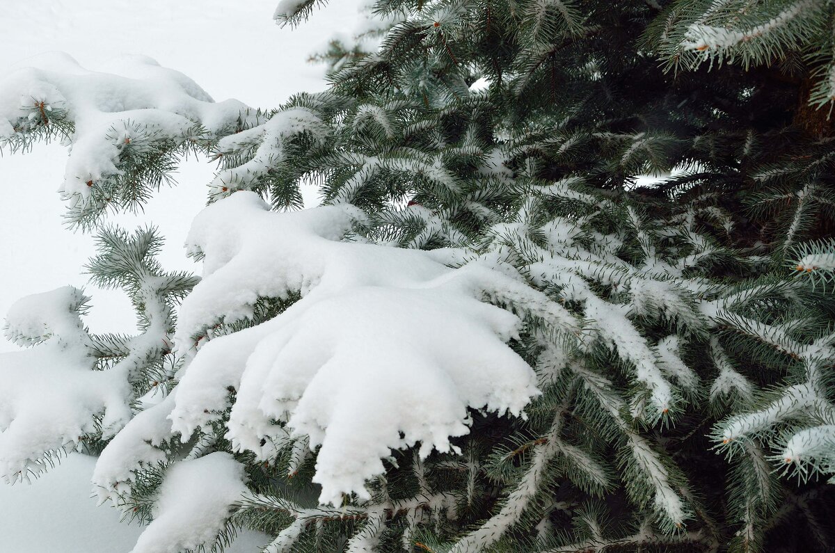 Снег на лапах елки... - Александр Стариков