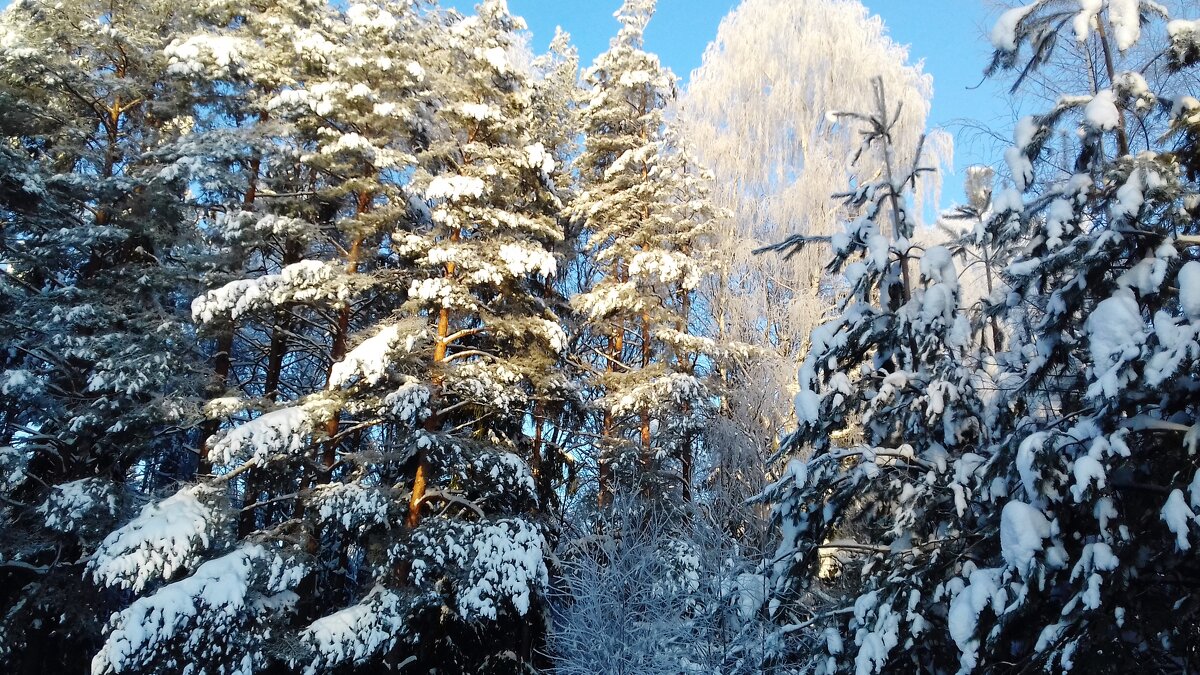 новогодняя природа  ,красиво - Владимир 