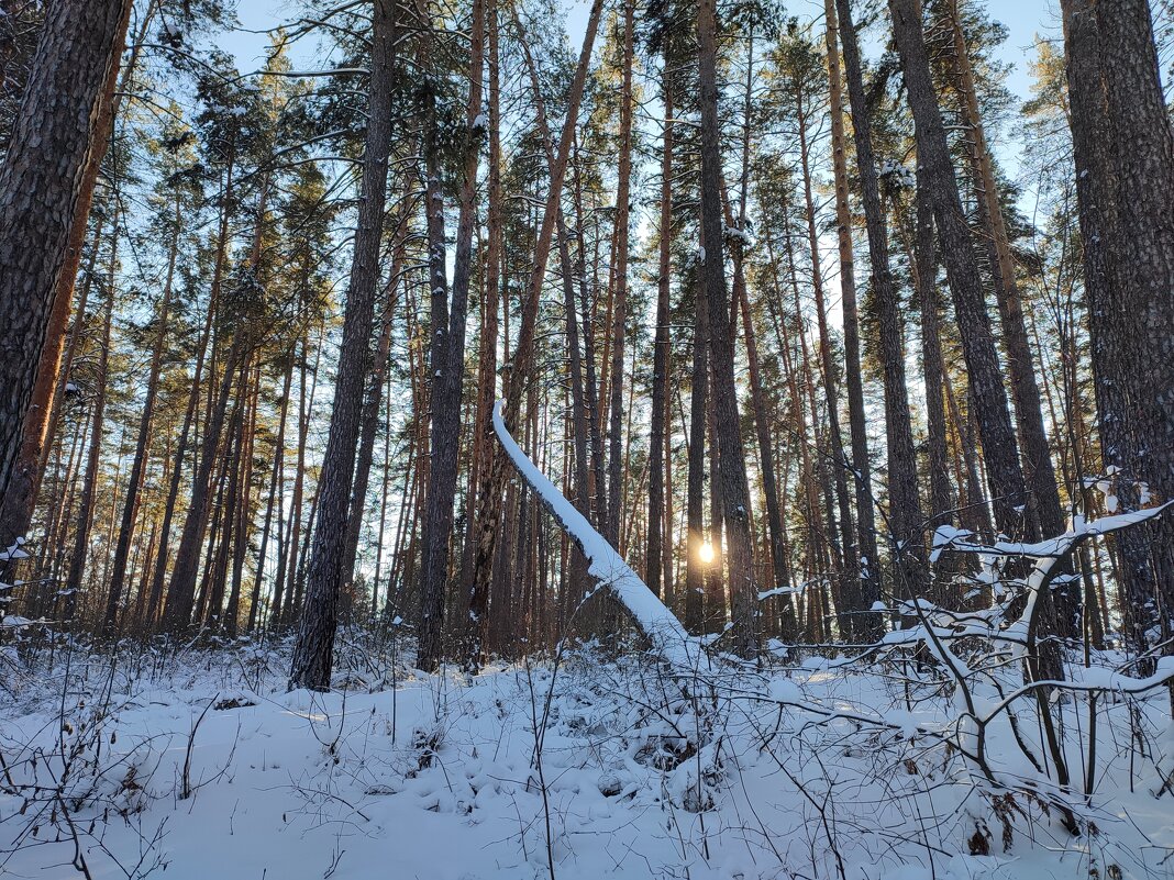 В лесу зимой. - Авас Авасович