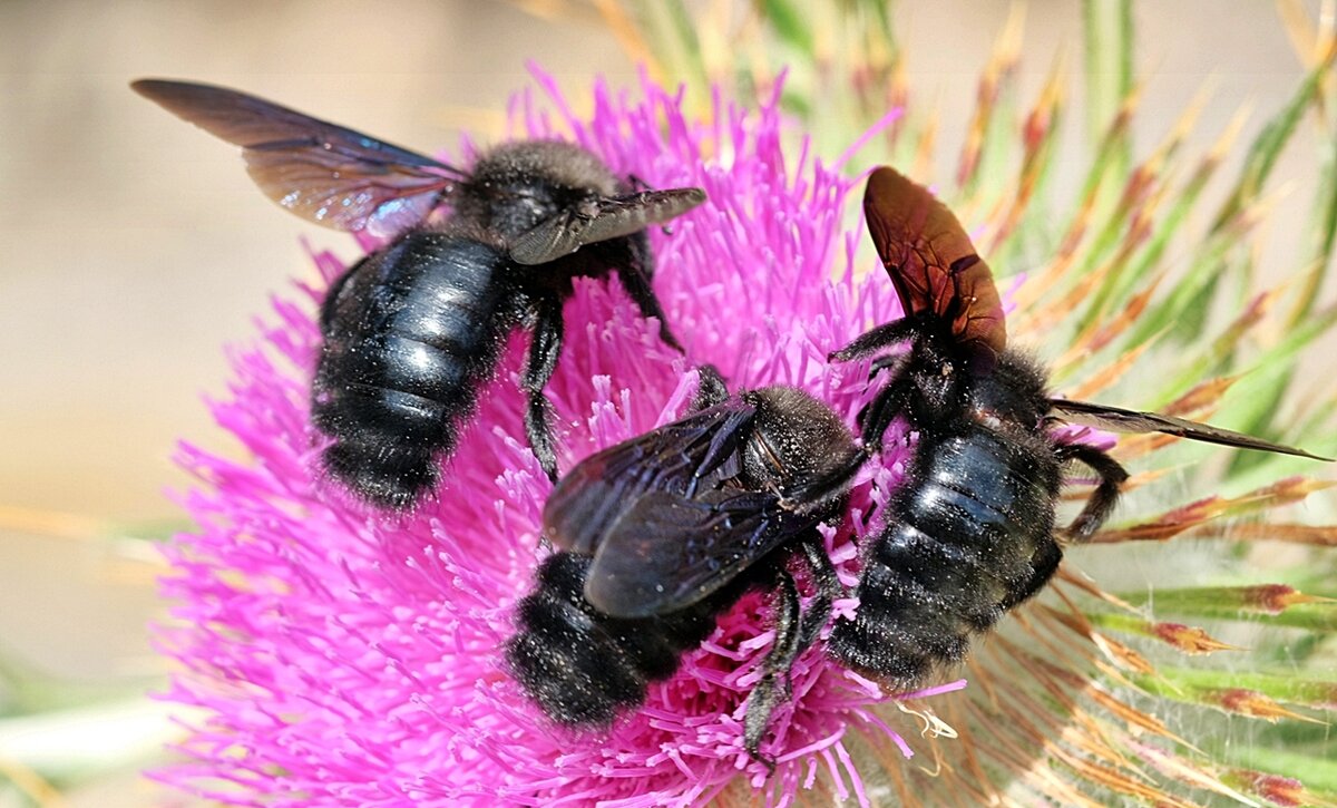 Пчела-плотник фиолетовая Xylocopa violacea :: wea * – Социальная сеть  ФотоКто