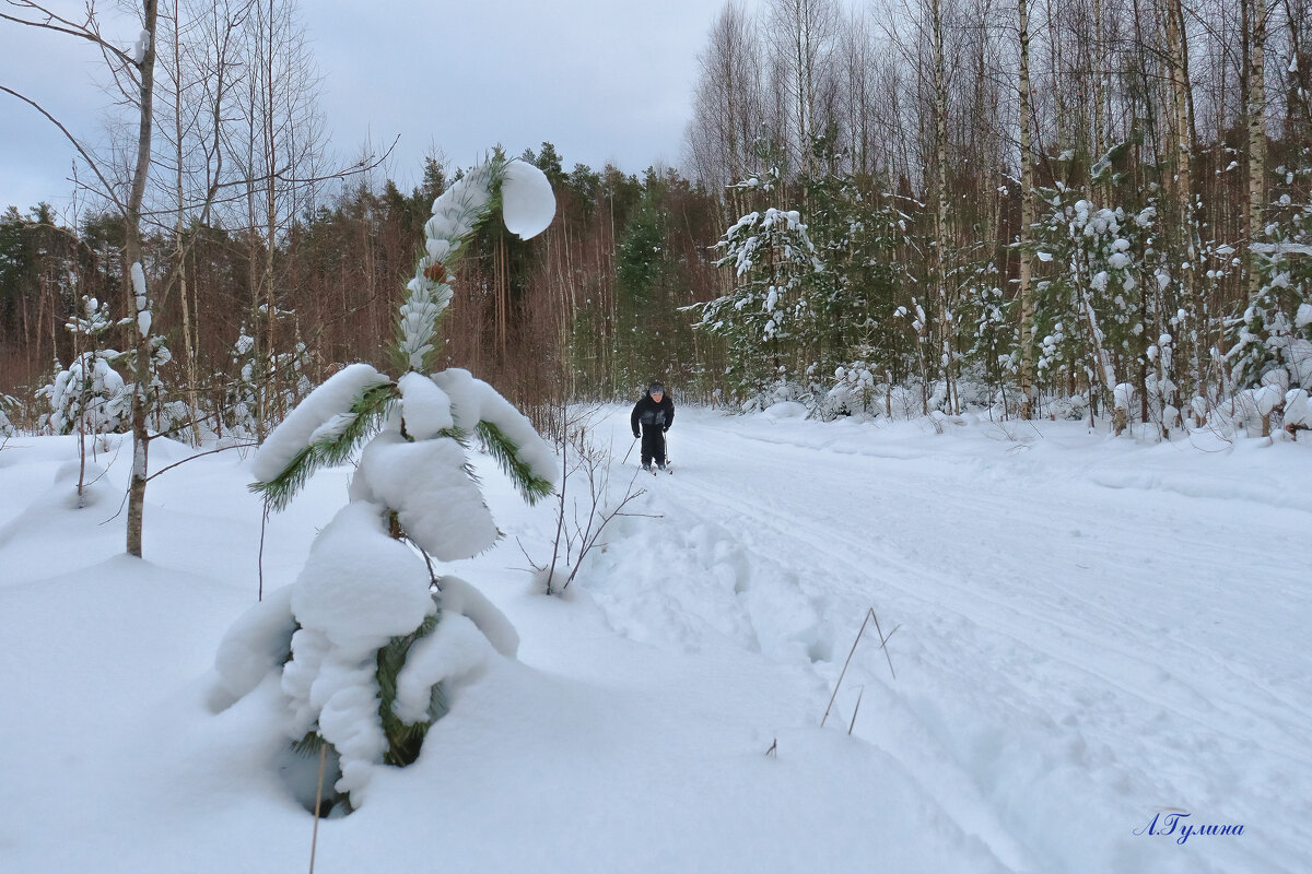 В зимнем лесу - Людмила Гулина