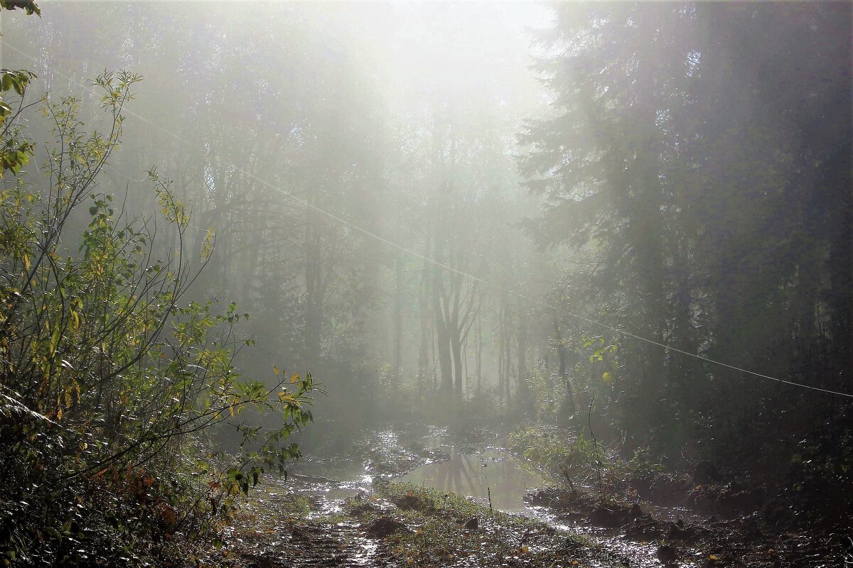 Утро на лесной дороге - Сергей Чиняев 
