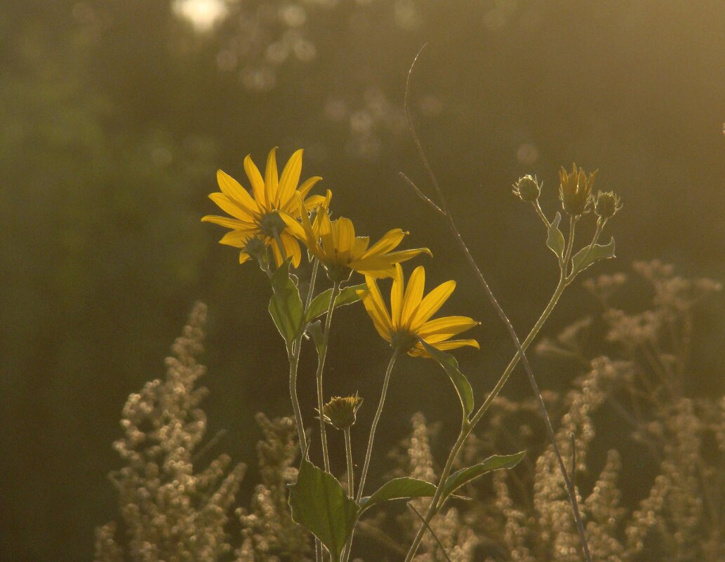 Солнечные цветы - Syntaxist (Светлана)