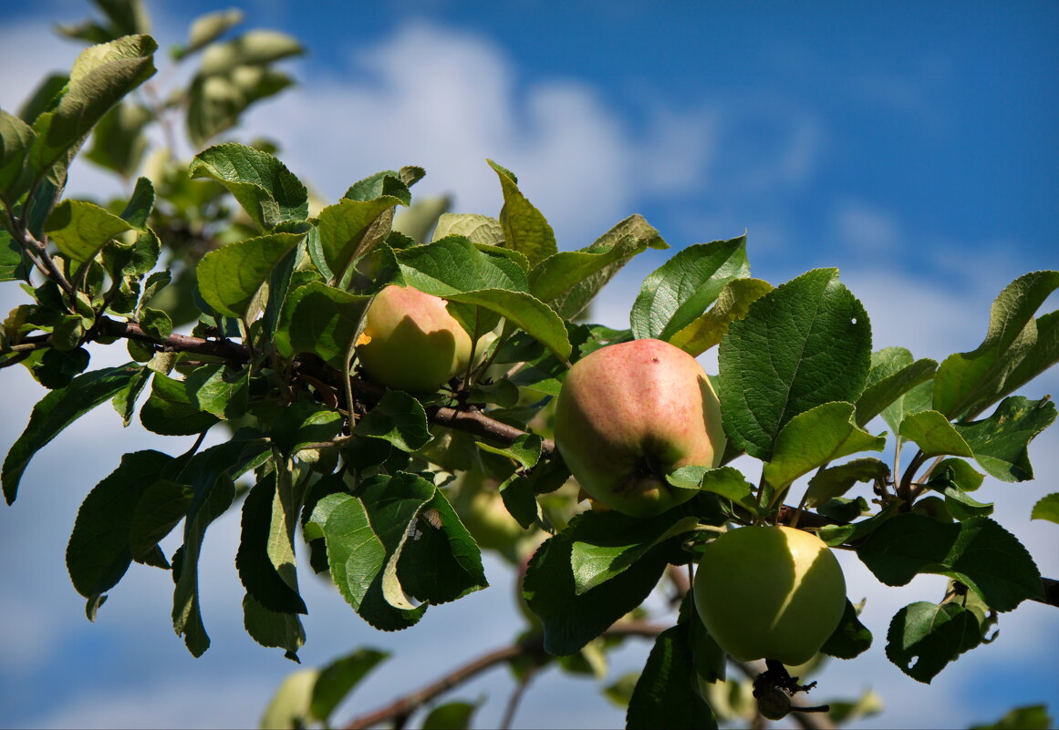 Ветка с яблоками - lady v.ekaterina
