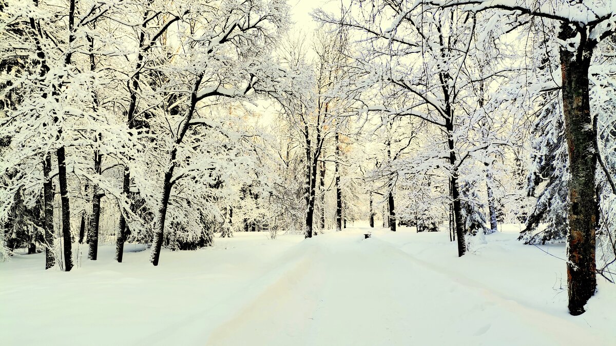 В парке выпал снег, много снега -4 - Сергей 