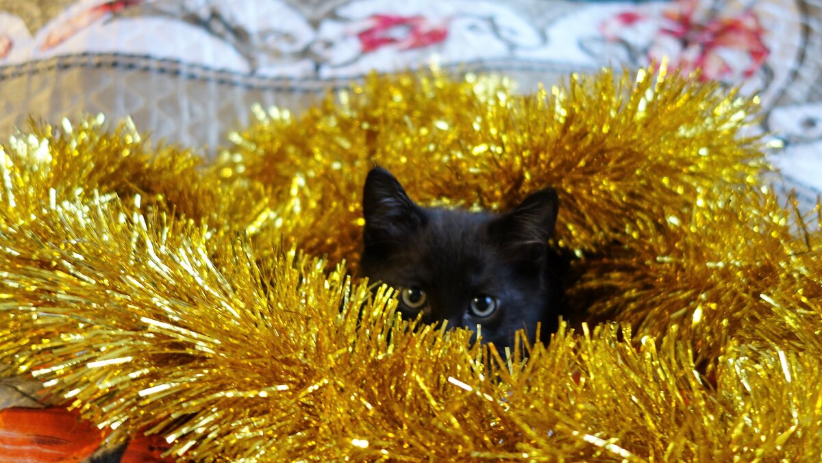После праздников.Наш котёнок Принсик спрятался в золотой мишуре... - Sergey Gordoff