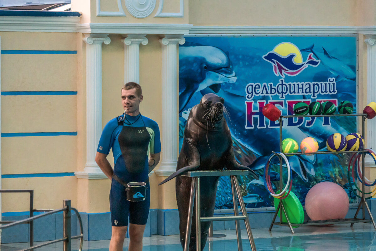 Дельфинарий в поселке Небуг - Игорь Сикорский