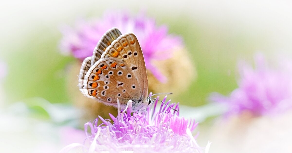 Бабочка голубянка - wea *
