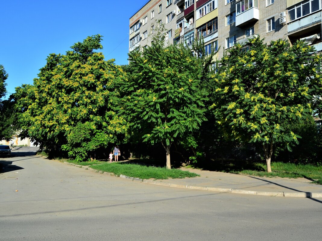 Белая Калитва. Айлантовая аллея улицы Российской. - Пётр Чернега