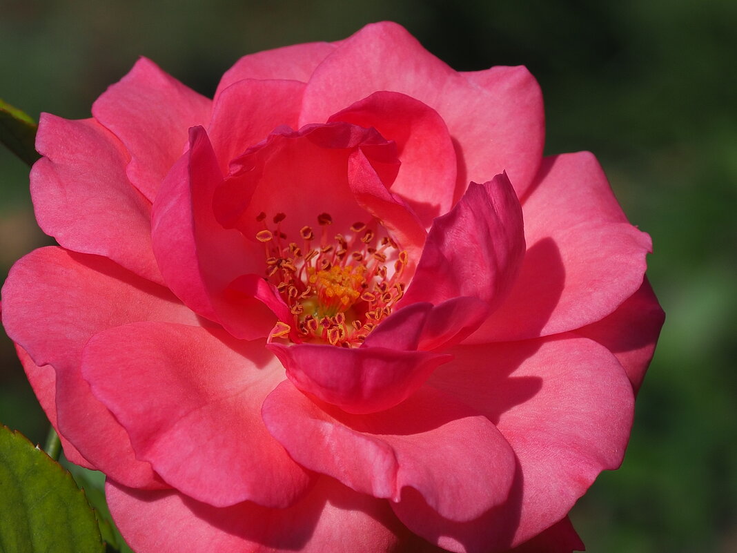 Садовая роза - wea *