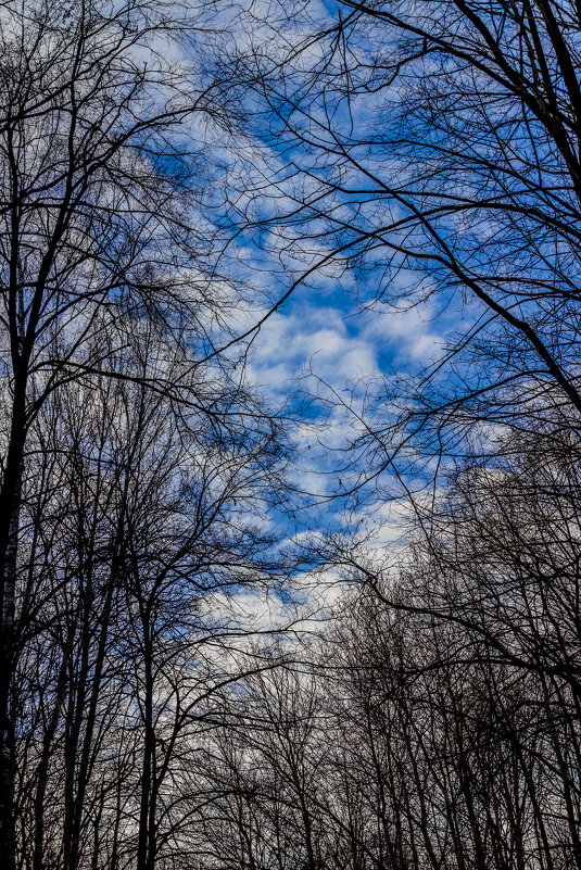 "Небо в кронах деревьев..." - Сяргей Зайцаў (Lesavik)
