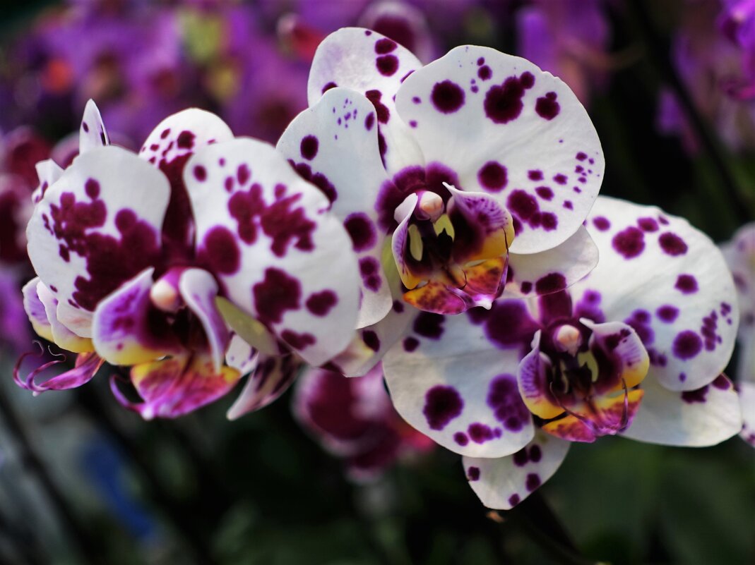 Пятнистая орхидея Formosa Cranberry - Aida10 